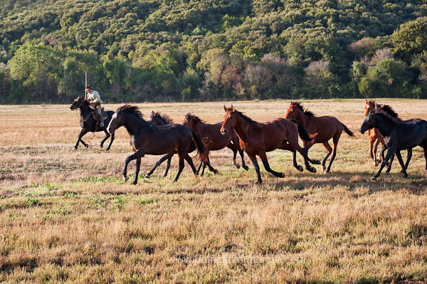 Buttero, Maremma, Tuscany - Buttero, Maremme, Toscane - it01540