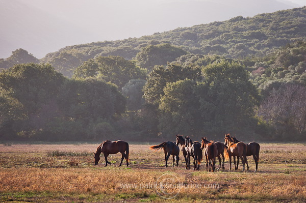 Maremman horse, Tuscany - Cheval de Maremme, Toscane - it01546