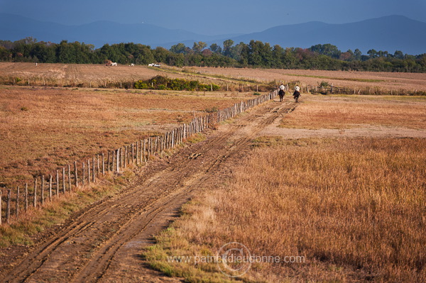 Butteri, Maremma, Tuscany - Butteri, Maremme, Toscane - it01547