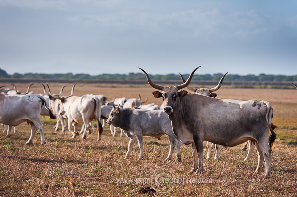 Maremman cattle, Tuscany - Vaches de Maremme, Toscane - it01551