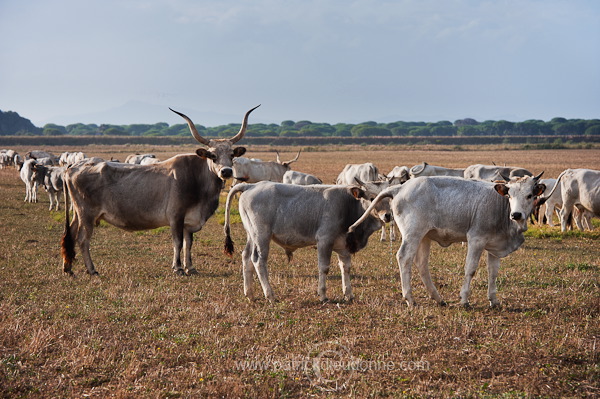 Maremman cattle, Tuscany - Vaches de Maremme, Toscane - it01563