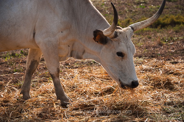 Maremman cattle, Tuscany - Vaches de Maremme, Toscane - it01564