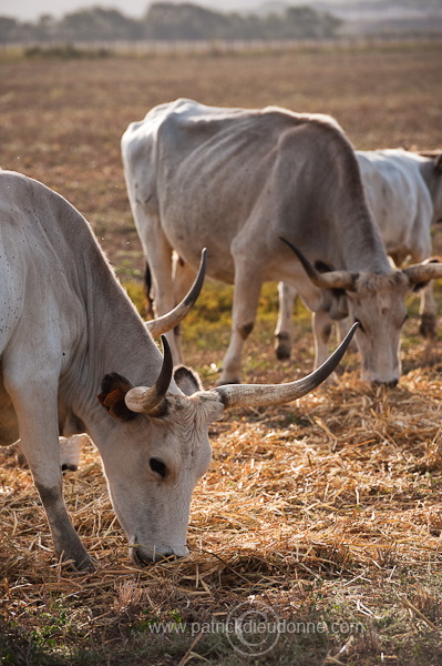 Maremman cattle, Tuscany - Vaches de Maremme, Toscane - it01566