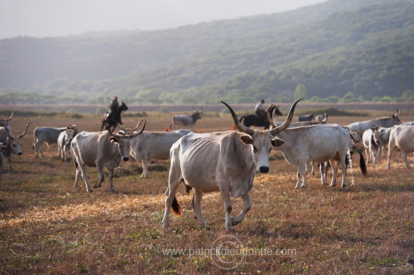 Butteri, Maremma, Tuscany - Butteri, Maremme, Toscane - it01568