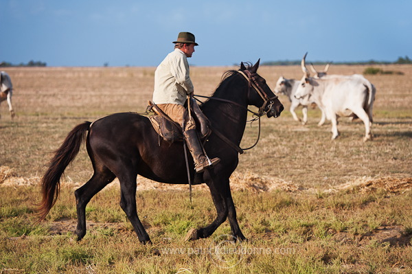 Buttero, Maremma, Tuscany - Buttero, Maremme, Toscane - it01574