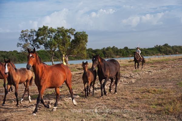 Buttero, Maremma, Tuscany - Buttero, Maremme, Toscane - it01577