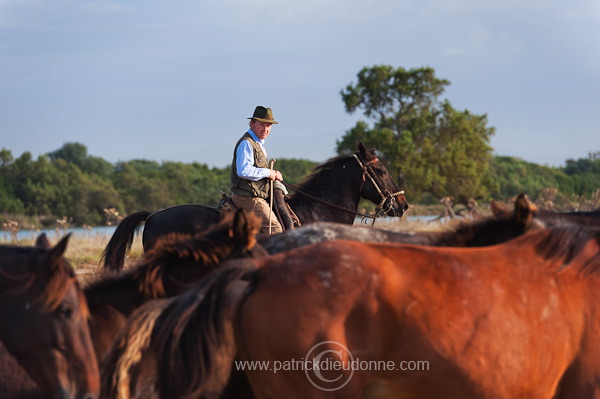 Buttero, Maremma, Tuscany - Buttero, Maremme, Toscane - it01579