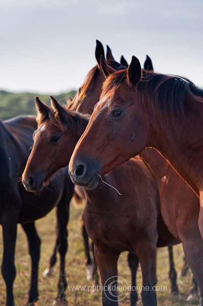 Maremman horse, Tuscany - Cheval de Maremme, Toscane - it01585