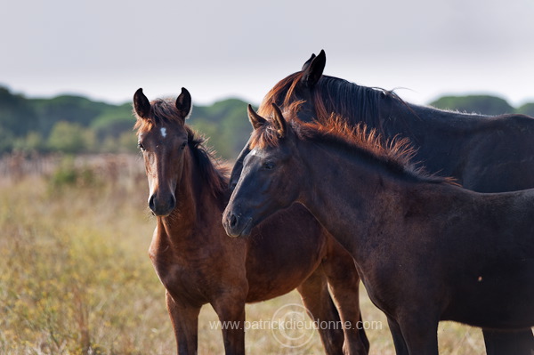 Maremman horse, Tuscany - Cheval de Maremme, Toscane  - it01587