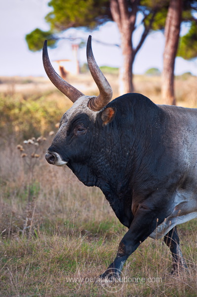 Maremman cattle, Tuscany - Vaches de Maremme, Toscane - it01593