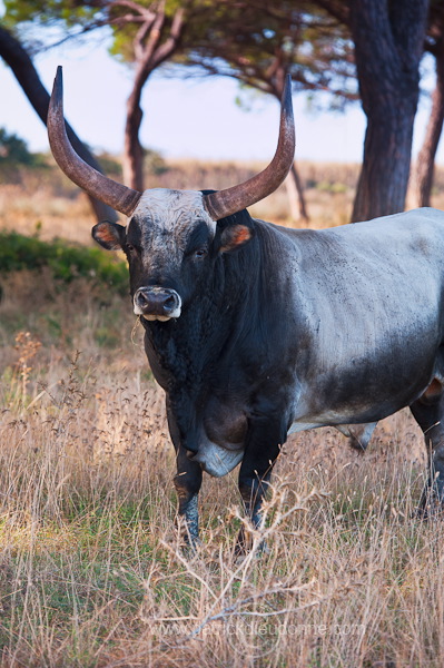 Maremman cattle, Tuscany - Vaches de Maremme, Toscane - it01594