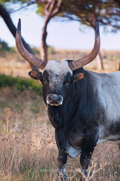 Maremman cattle, Tuscany - Vaches de Maremme, Toscane - it01595