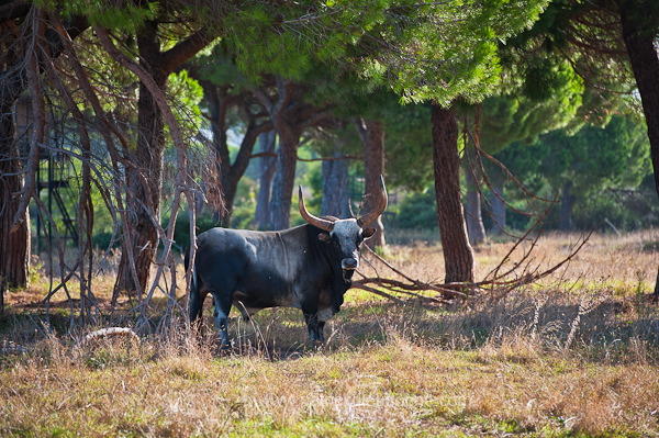 Maremman cattle, Tuscany - Vaches de Maremme, Toscane - it01596