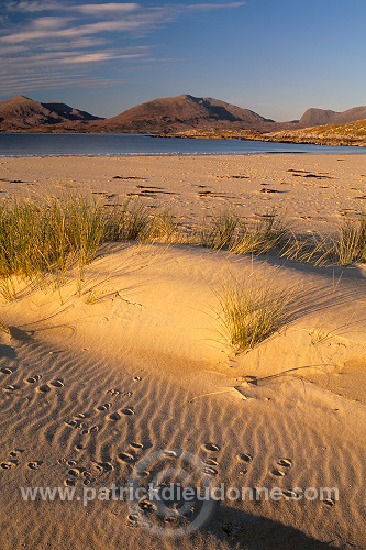Marram grass, dunes, Harris, Scotland - Harris, Ecosse - 18591