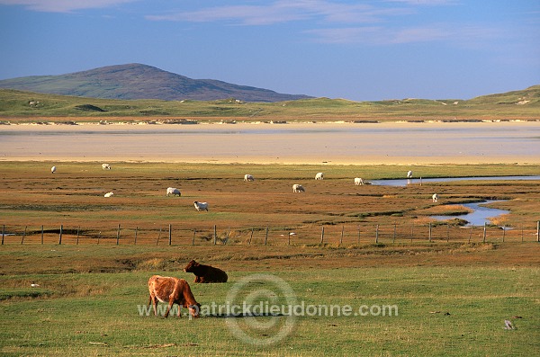 Machair pasture, Harris, Scotland - Harris, Ecosse - 18601