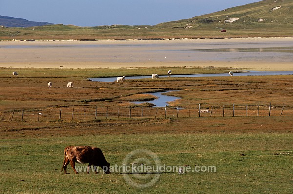 Machair pasture, Harris, Scotland - Harris, Ecosse - 18602