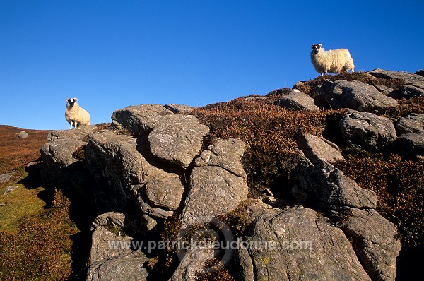 Forest of Harris and sheep, Harris, Scotland - Ecosse - 18626