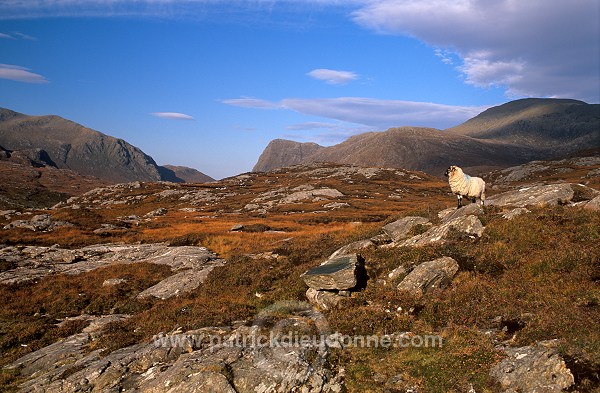 Forest of Harris and sheep, Harris, Scotland - Ecosse - 18627