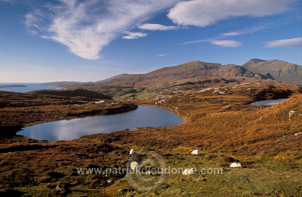 Forest of Harris and sheep, Harris, Scotland - Ecosse - 18632