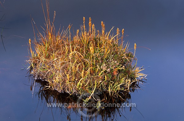 Bog Asphodel, Harris, Scotland - Ossifrage, Ecosse - 18649