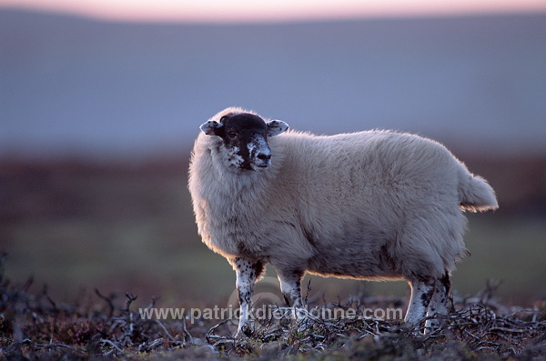 Scottish blackface sheep, Uist, Scotland - Mouton - 18663