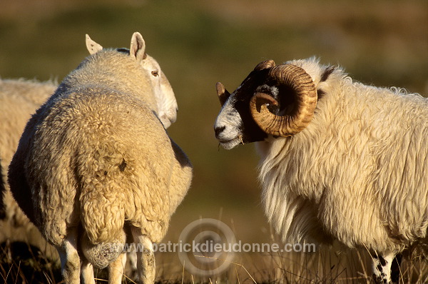 Scottish Blackface ram, Skye, Scotland - Skye, Ecosse - 18962