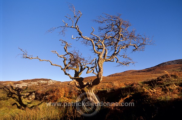 Lone tree, Skye, Scotland - Arbre, Skye, Ecosse - 19319