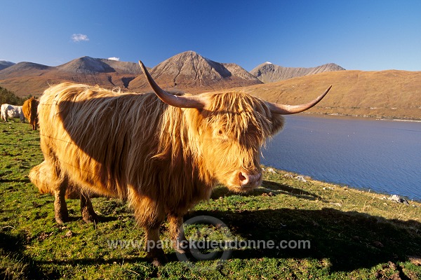 Highland cattle, Skye, Scotland - Ecosse - 19337