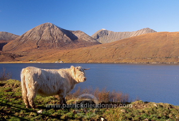 Highland cattle, Skye, Scotland - Ecosse - 19338