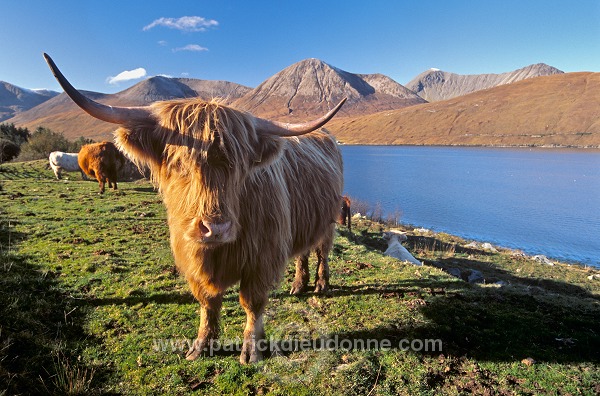 Highland cattle, Skye, Scotland - Ecosse - 19339