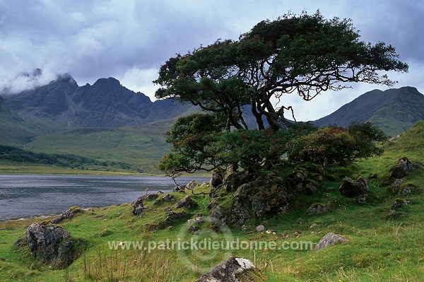 Cuillin ridge, Lone tree, loch Slapin, Skye, Scotland - 19353