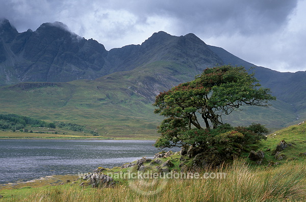 Cuillin ridge, Lone tree, loch Slapin, Skye, Scotland - 19354