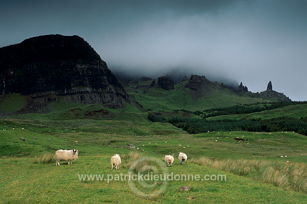 Sheep & Old Man of Storr, Skye, Scotland -  Skye, Ecosse - 19407