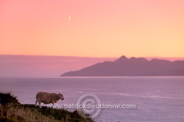 Rum island and sheep, from Skye, Scotland - Rum, Ecosse - 19428