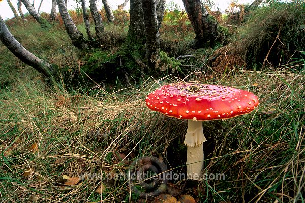 Damp forest, Skye, Scotland - Forêt humide, Skye, Ecosse - 19445