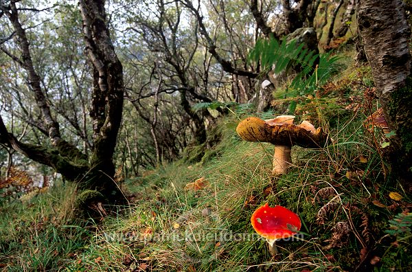 Damp forest, Skye, Scotland - Forêt humide, Skye, Ecosse - 19446