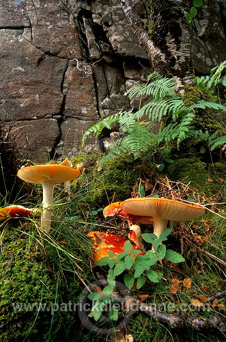 Damp forest, Skye, Scotland - Forêt humide, Skye, Ecosse - 19447