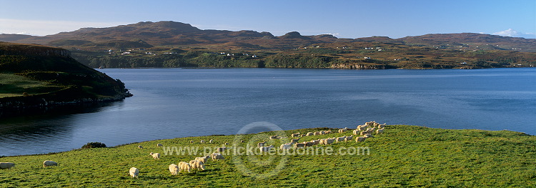 Loch Harport & sheep, Skye, Scotland - Loch Harport et moutons, Skye, Ecosse  15904