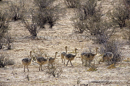 Young Ostriches (Struthio camelus) - Petites autruches, Kalahari (SAF-BIR-0075)