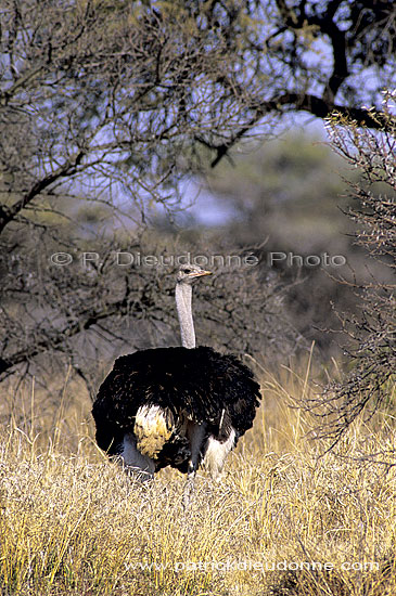 Ostrich (Struthio camelus) - Autruche male, Af. du sud (SAF-BIR-0139)