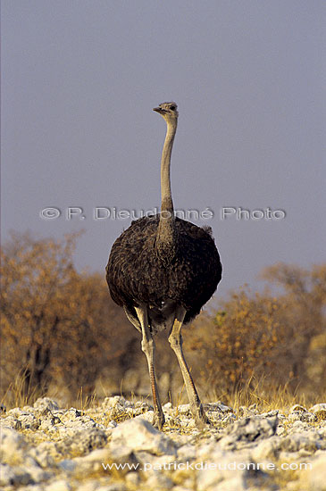 Ostrich (Struthio camelus) - Autruche, Namibie. (SAF-BIR-0161)