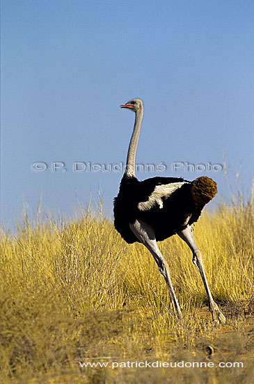 Ostrich (Struthio camelus) - Autruche male, Af. du sud (SAF-BIR-0170)