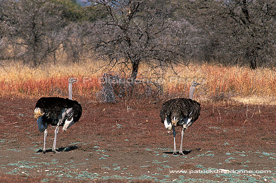 Ostriches (Struthio camelus) - Couple d'Autruches, Af. du sud (saf-bir-0399)