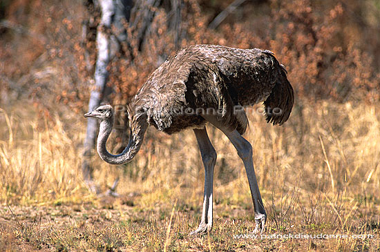 Ostrich (Struthio camelus) - Autruche femelle, Af. du sud (saf-bir-0400)