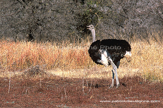 Ostrich (Struthio camelus) - Autruche male, Af. du sud (saf-bir-0401)
