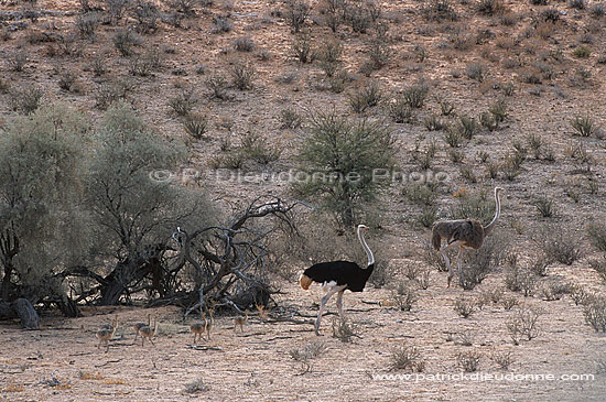 Ostriches (Struthio camelus) - Couple d'Autruches et jeunes, Kalahari (saf-bir-0405)
