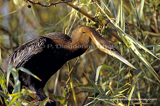 Darter (Anhinga melanogaster) - Anhinga roux, Okavango, Botswana (SAF-BIR-0031)