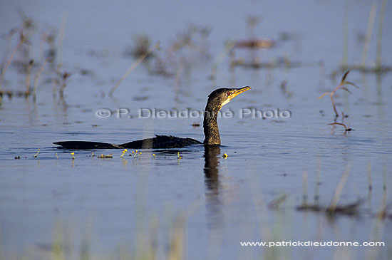 Reed cormorant (Phalacrocorax africanus) - Cormoran africain, Botswana (SAF-BIR-0045)