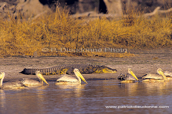 Pinkbacked Pelican (Pelecanus rufescens), Botswana - Pelican gris (SAF-BIR-0105)