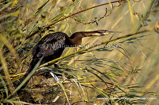 Darter (Anhinga melanogaster) - Anhinga roux, Okavango, Botswana (SAF-BIR-0116)